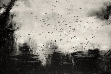 Dark Flock Reflection