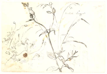 Plant Studies
