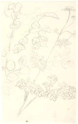 Plant Studies
