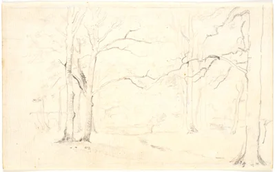 Forest Interior
