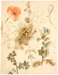 Studies of Various Flowers, Including Poppies