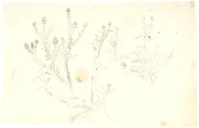 Studies of Thistles
