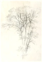 Tree Study