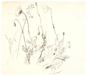 Poppies