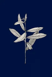 Elegant Botanical Drawing