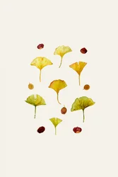 Ginkgo Leaves and Seeds