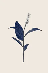 Indigo Botanical Study