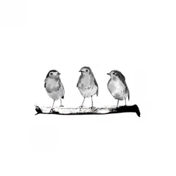 Little Birds On Branch