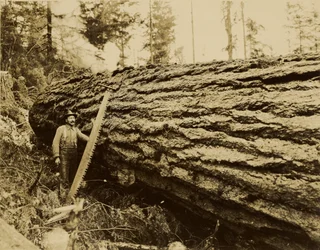 Logger, Crosscut Saw and Felled Tree