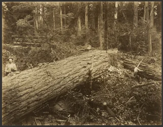 Logging/Timber Scene