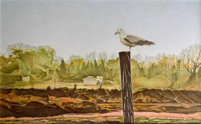 Lone Seagull, 2022