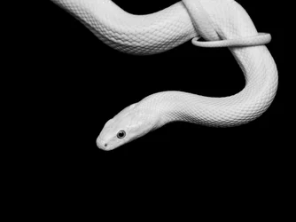 Albino Snake Portrait