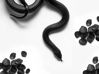 Black Snake Roses