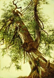 Study of a Cedar