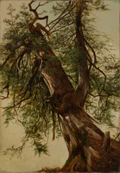 Study of a Cedar