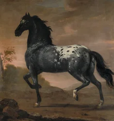 Charles XI’s Horse Blue Tiger, 1673