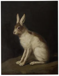 Hare