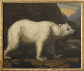 Polar Bears