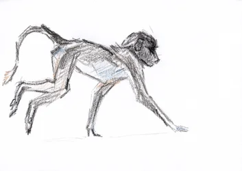 Baboon