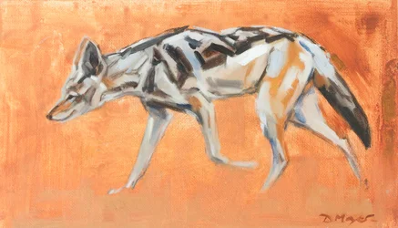 Black-backed Jackal, 2021