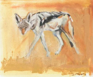 Black Backed Jackal, 2021