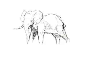 Bull Elephant