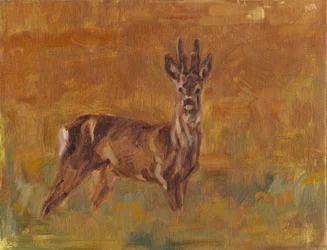 Roe Buck