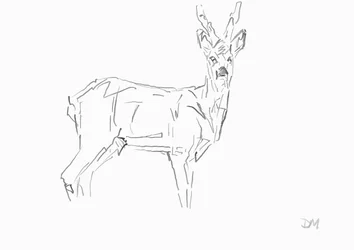 Roe Buck