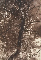 The Fairy Tree at Colinton, 1846