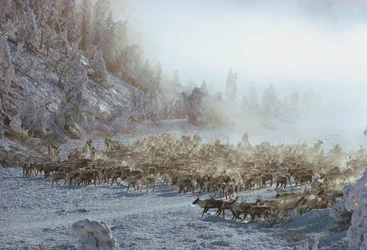Reindeer, elk, caribou or similar herd of animals in snow covered winter landscape