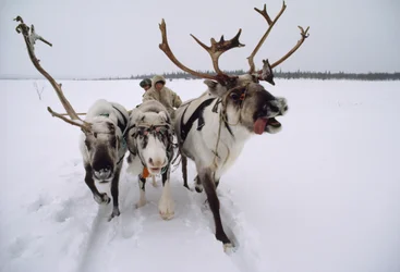 Reindeer pull a Saami, or Lapp, header on a sleigh through snow. Near Lovozero, Russia