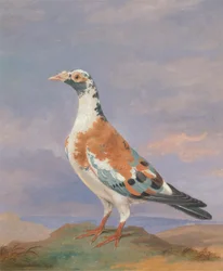 Studies of Carrier Pigeon
