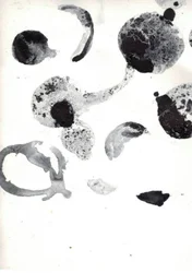 Fluid Abstract Shapes