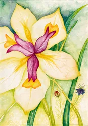 Lily and Friends, 2007