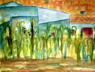 Corn