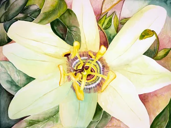 Passionflower, 2007