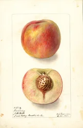 Peaches (Carmen)