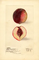 Sport Peach Nectarine