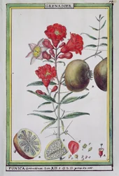 Pomegranate Tree, from Florindie ou Historie physico-economique des vegetaux de la Torride, 1789