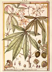 Cassava (Jatropha manihot), by Delahaye