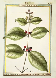 Eugenia Carthaginensis, watercolour by Delahaye