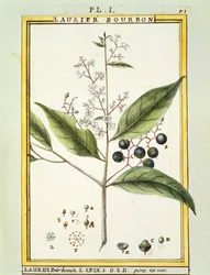 Red Bay Tree (Laurus borbonia or Persea carolinensis), watercolour by Delahaye