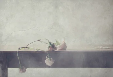 Delicate Faded Roses
