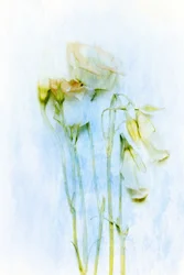 Delicate Fading Flowers