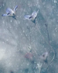 Dreamy Blue Blooms