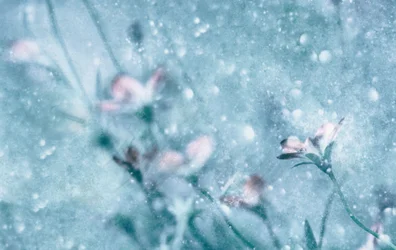 Dreamy Blue Flowers