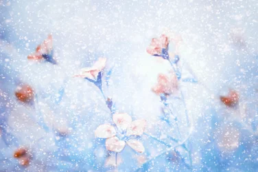 Dreamy Winter Flowers
