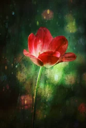 Glowing Red Tulip