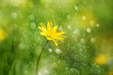 Morning Dewdrop Flower
