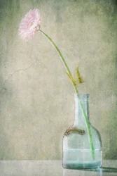 Pink Daisy And Caterpillar
